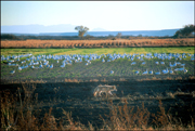 Bosque del Apache Photo